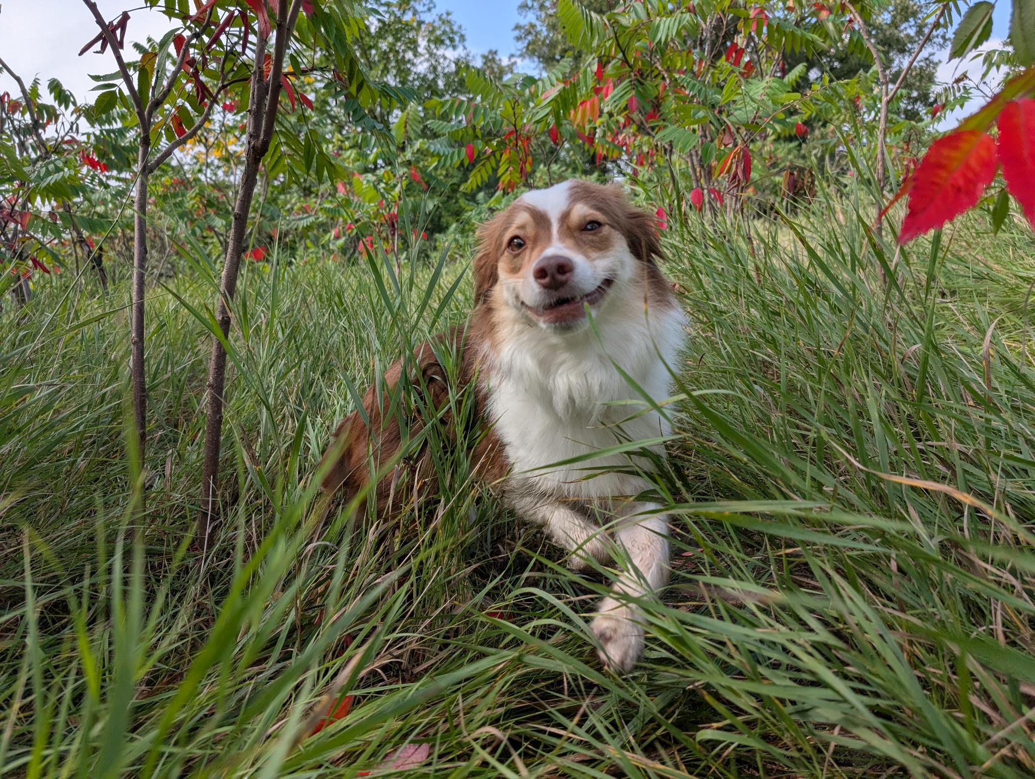 Gidget at the Palisades